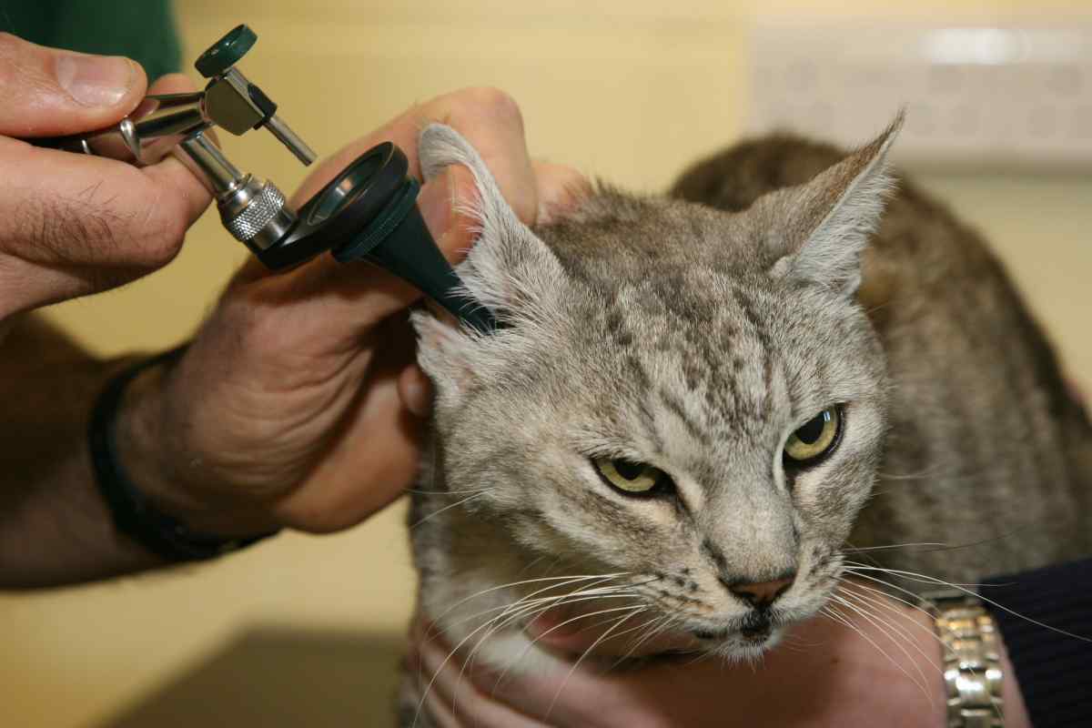 Як лікувати вуха у кота